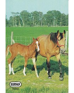 KARNAN CARTONE INFANTIL 3